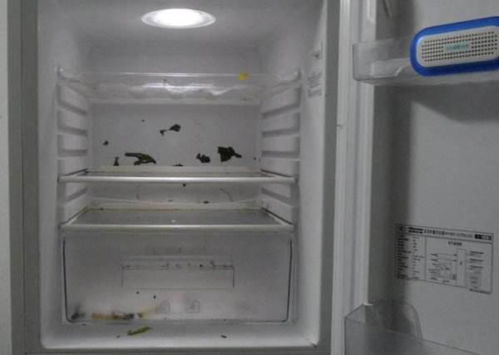 海尔冰箱冷冻室不制冻怎么解决 冰箱不制冷压缩机正常灯也不亮 海尔冰箱冷冻室不制冻怎么解决 冰箱不制冷压缩机正常灯也不亮